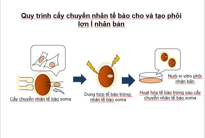 Cận cảnh quy trình nhân bản 4 con lợn ỉ quý hiếm từ mẩu tai - Ảnh 7.