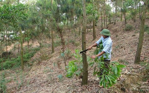 Được giao trồng mới 1,5 triệu cây xanh, Bắc Ninh lo không... có đất để trồng - Ảnh 1.