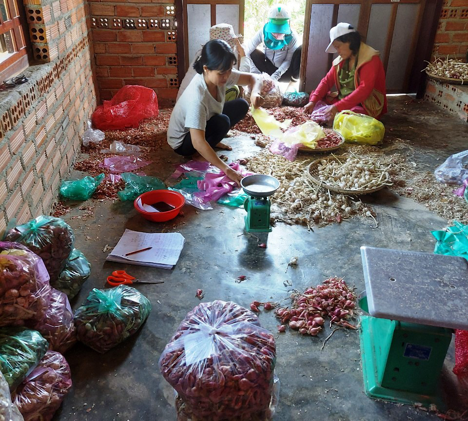  Chung tay &quot;giải cứu&quot; tỏi, hành giúp nông dân Khánh Hòa - Ảnh 2.