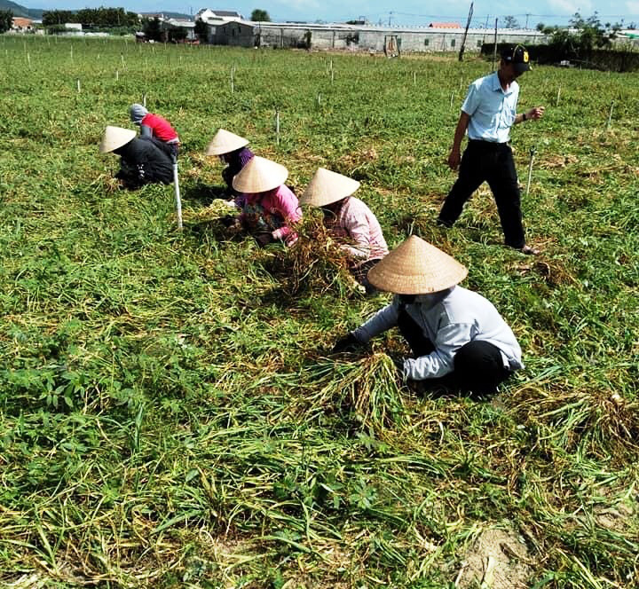  Chung tay &quot;giải cứu&quot; tỏi, hành giúp nông dân Khánh Hòa - Ảnh 4.