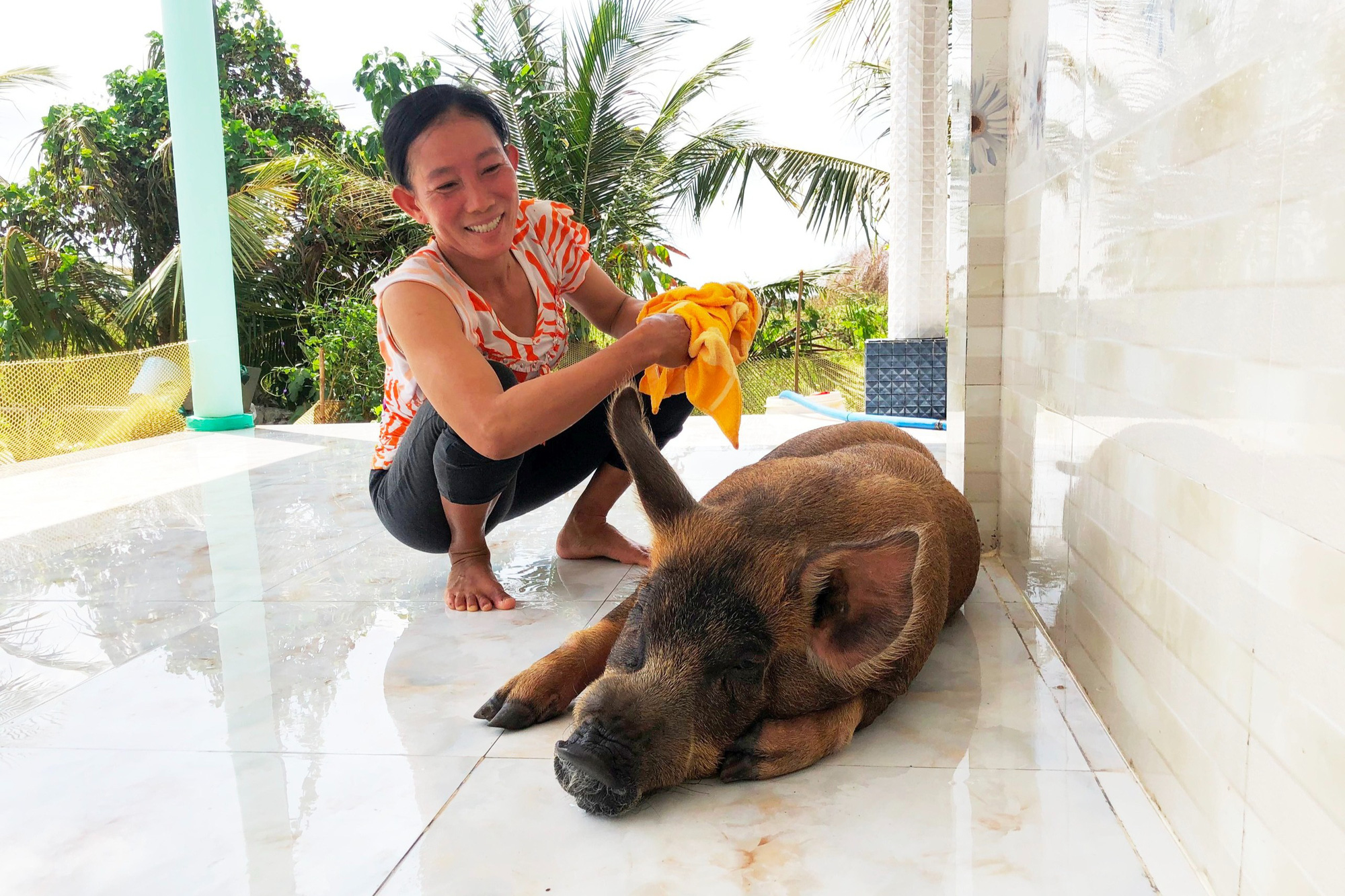 Lạ lùng Bạc Liêu: Heo ăn kẹo, trái cây, thích nằm phòng máy lạnh được chủ coi như con trong nhà - Ảnh 1.