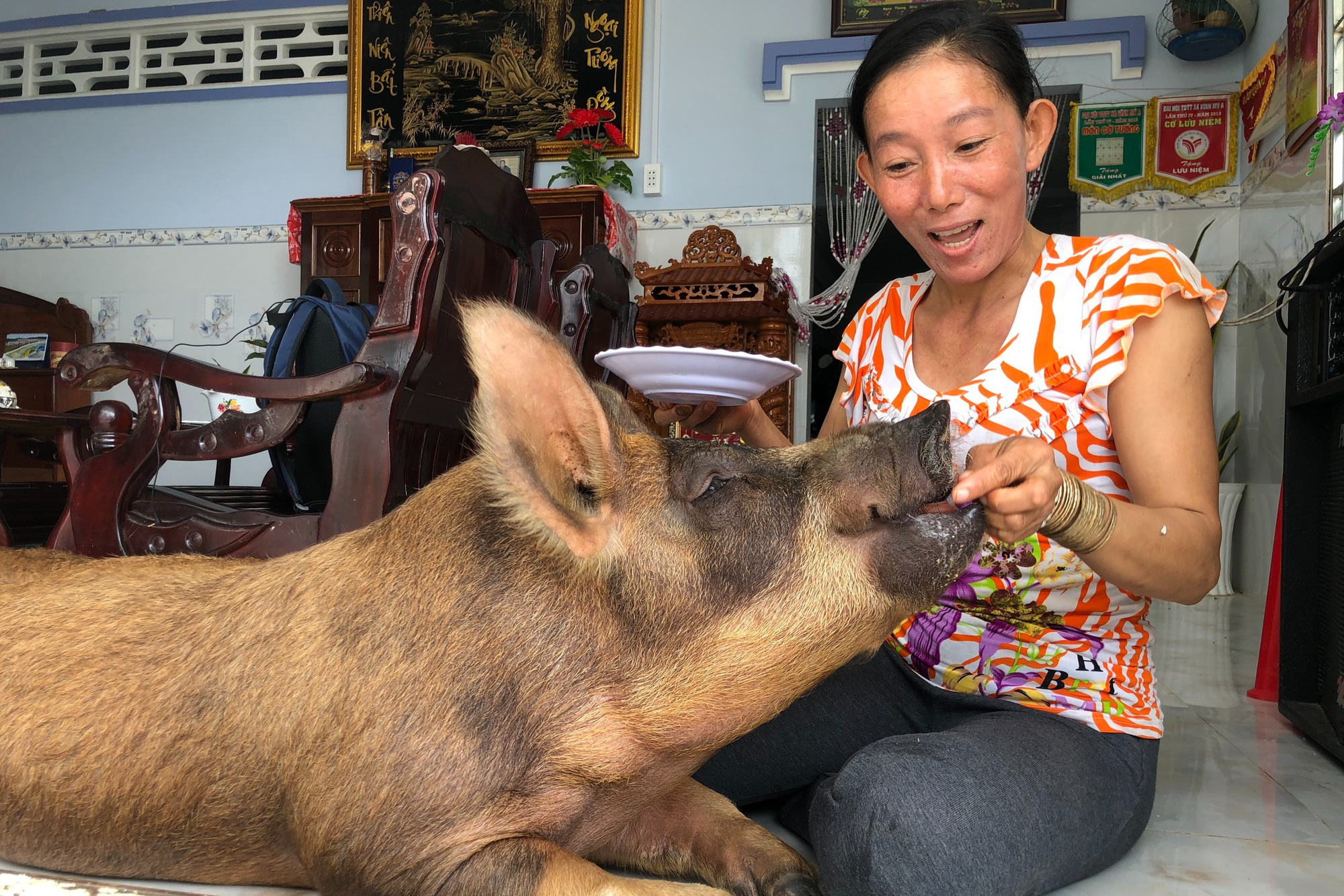 Lạ lùng Bạc Liêu: Heo ăn kẹo, trái cây, thích nằm phòng máy lạnh được chủ coi như con trong nhà - Ảnh 5.