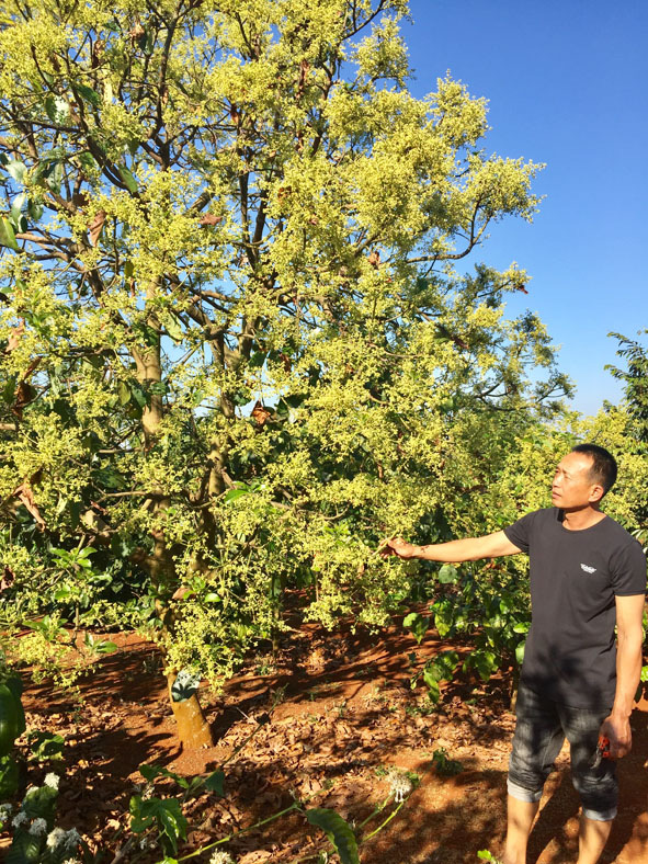 Đắk Lắk: Bỏ cà phê già, ông nông dân này bèn trồng &quot;lung&quot; 2 cây gì mà thu tiền tỷ, ai cũng tấm tắc khen? - Ảnh 1.