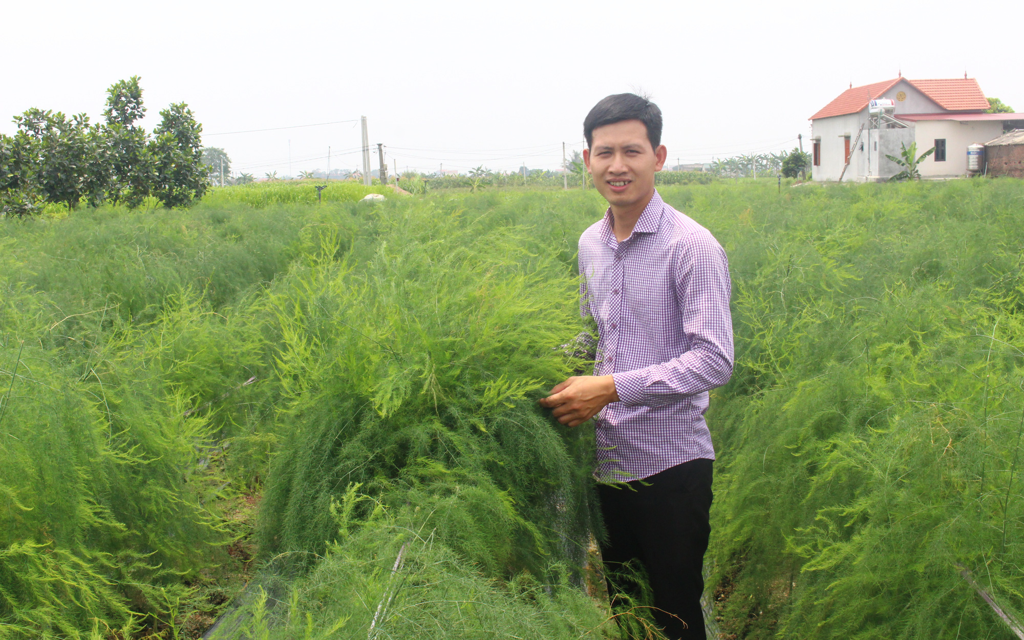 Bắc Ninh: Trồng thứ “rau hoàng đế” nhìn xa cứ như đồng cỏ dại, sáng mở mắt ra hotboy nông dân này có 15 triệu