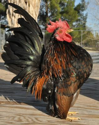 Loài gà Serama có gì đặc biệt với giá bán lên tới 37 triệu đồng/ con - Ảnh 4.
