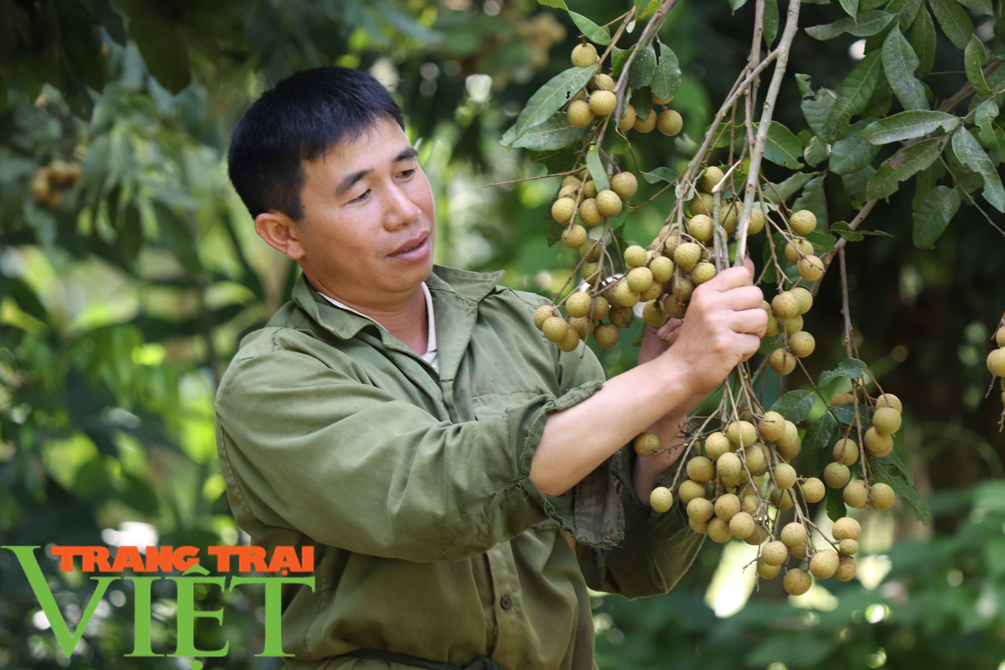 Sơn La: Giá trị sản xuất 1 ha trồng cây ăn quả đạt trên 200 triệu đồng/năm - Ảnh 2.