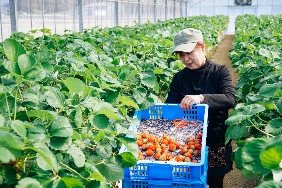 Nhật Bản sửa luật để thúc đẩy xuất khẩu nông sản - Ảnh 1.