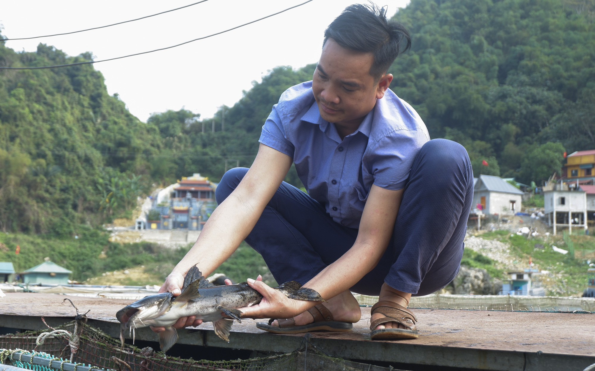 Nuôi cá đặc sản tươi roi rói, giãy đành đạch giữa lòng hồ thủy điện Hòa Bình mà có của ăn của để