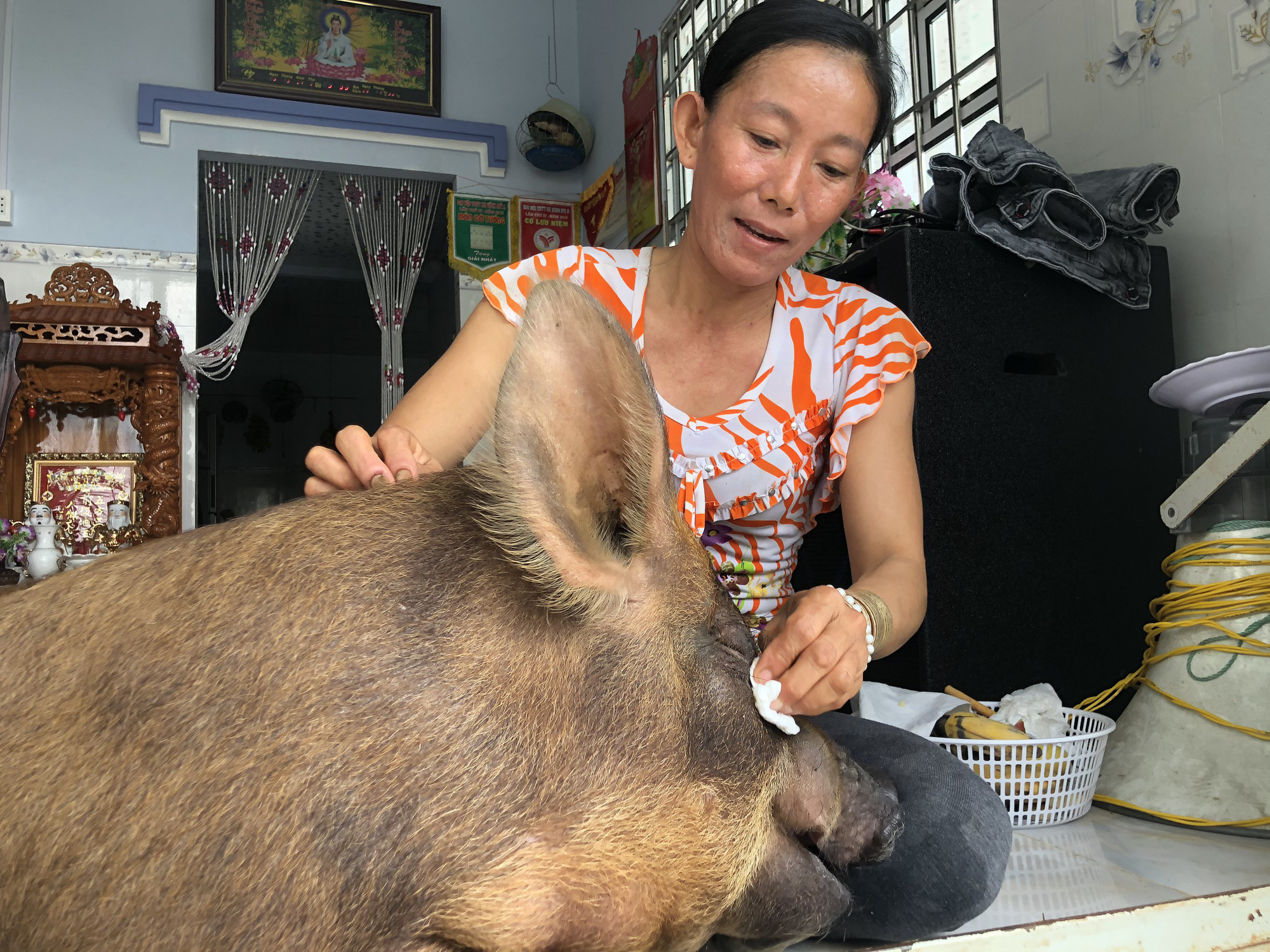 Lạ lùng Bạc Liêu: Heo ăn kẹo, trái cây, thích nằm phòng máy lạnh được chủ coi như con trong nhà - Ảnh 7.