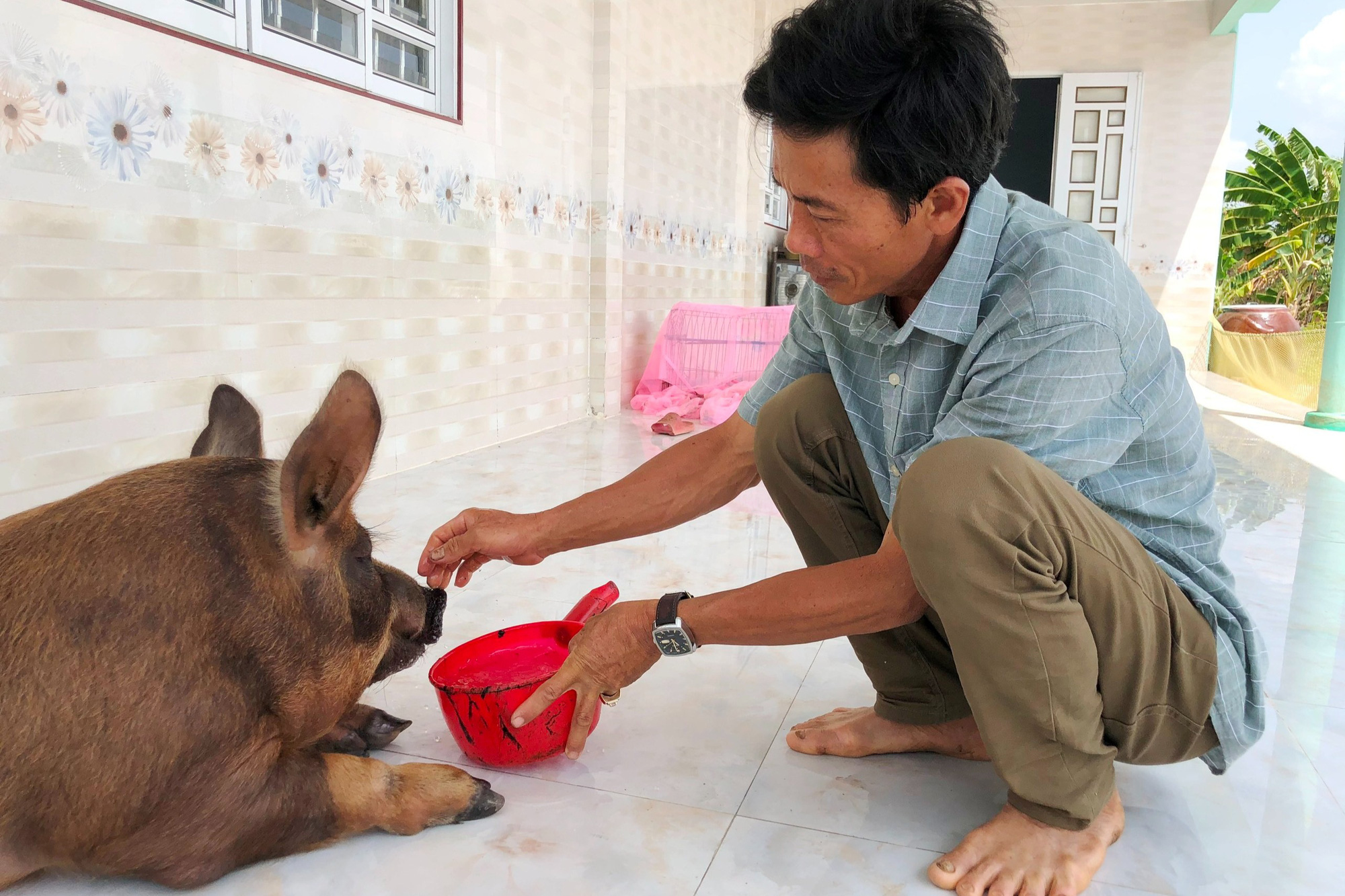 Lạ lùng Bạc Liêu: Heo ăn kẹo, trái cây, thích nằm phòng máy lạnh được chủ coi như con trong nhà - Ảnh 8.