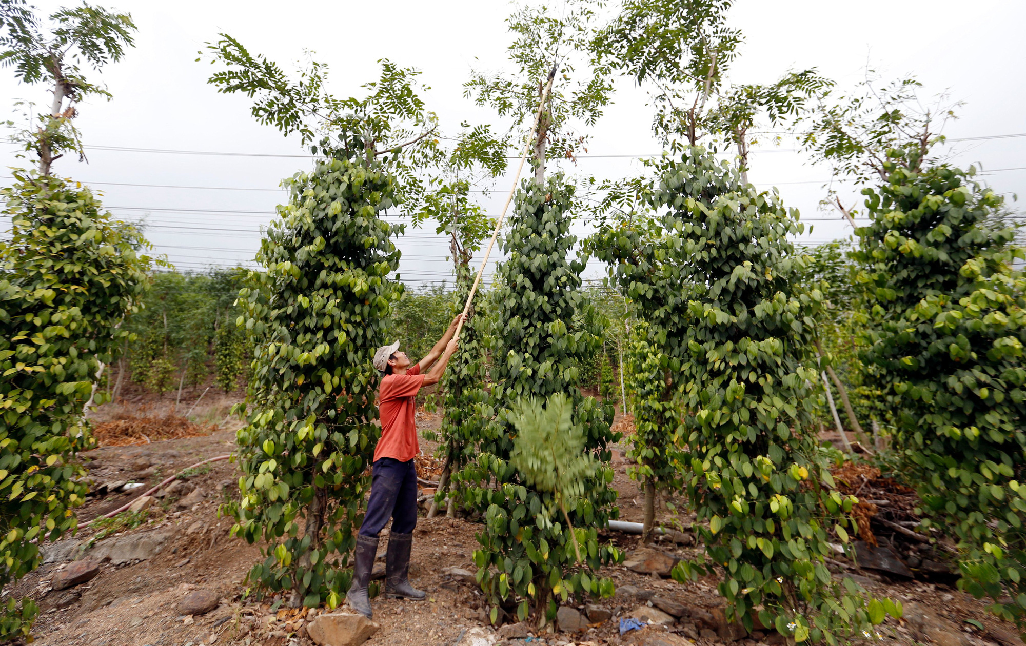 Giá tiêu hôm nay tại Lâm Đồng: 71.000-74.000 đồng/kg, người dân vẫn lo giảm nhiều hơn tăng - Ảnh 1.