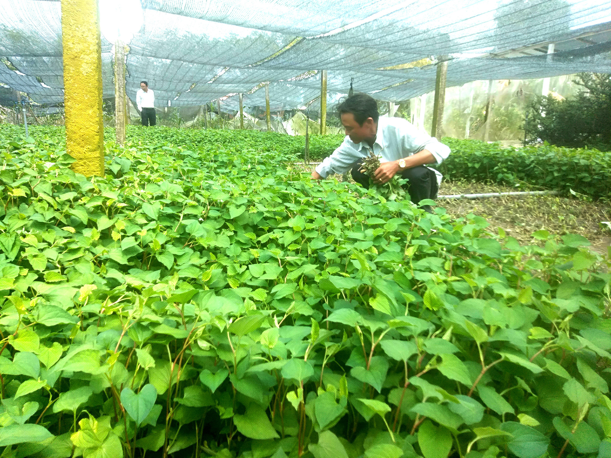 Long An: Sản xuất thuận thiên, nông dân vùng mặn tha hồ làm giàu từ con tôm, thanh long - Ảnh 4.