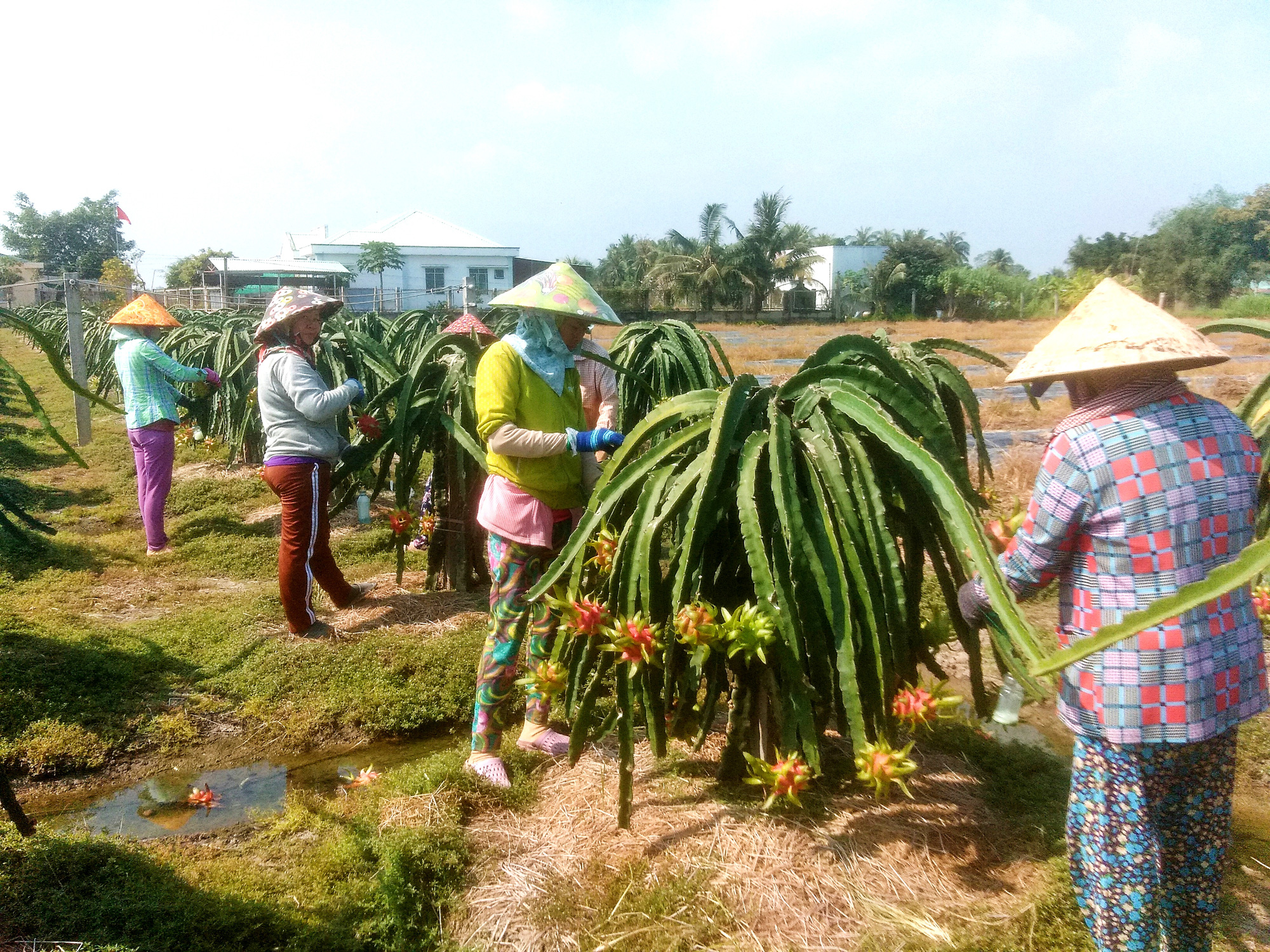 Long An: Sản xuất thuận thiên, nông dân vùng mặn tha hồ làm giàu từ con tôm, thanh long - Ảnh 3.