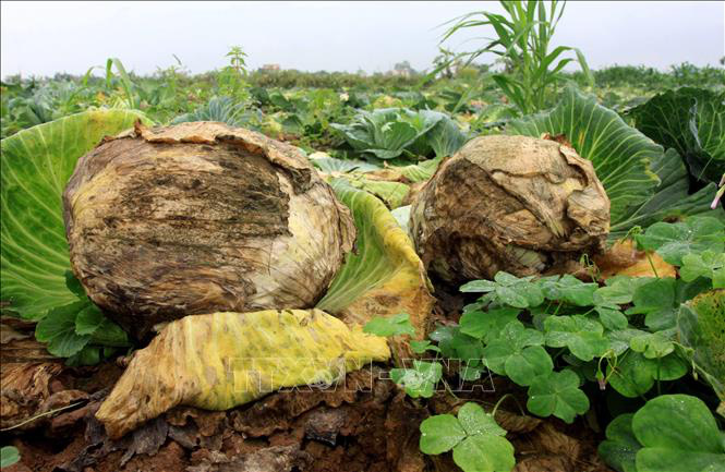 Thái Bình: Hàng trăm tấn bắp cải nằm ngoài đồng, nông dân loay hoay chờ “giải cứu” - Ảnh 2.