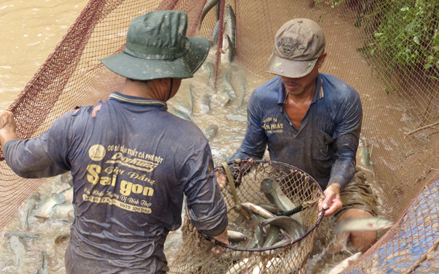 Đồng Tháp: Đóng cống nuôi cá đồng, nông dân kéo lưới lên cá lóc, cá rô nhảy rô rố, bắt lên bán rõ đắt hàng