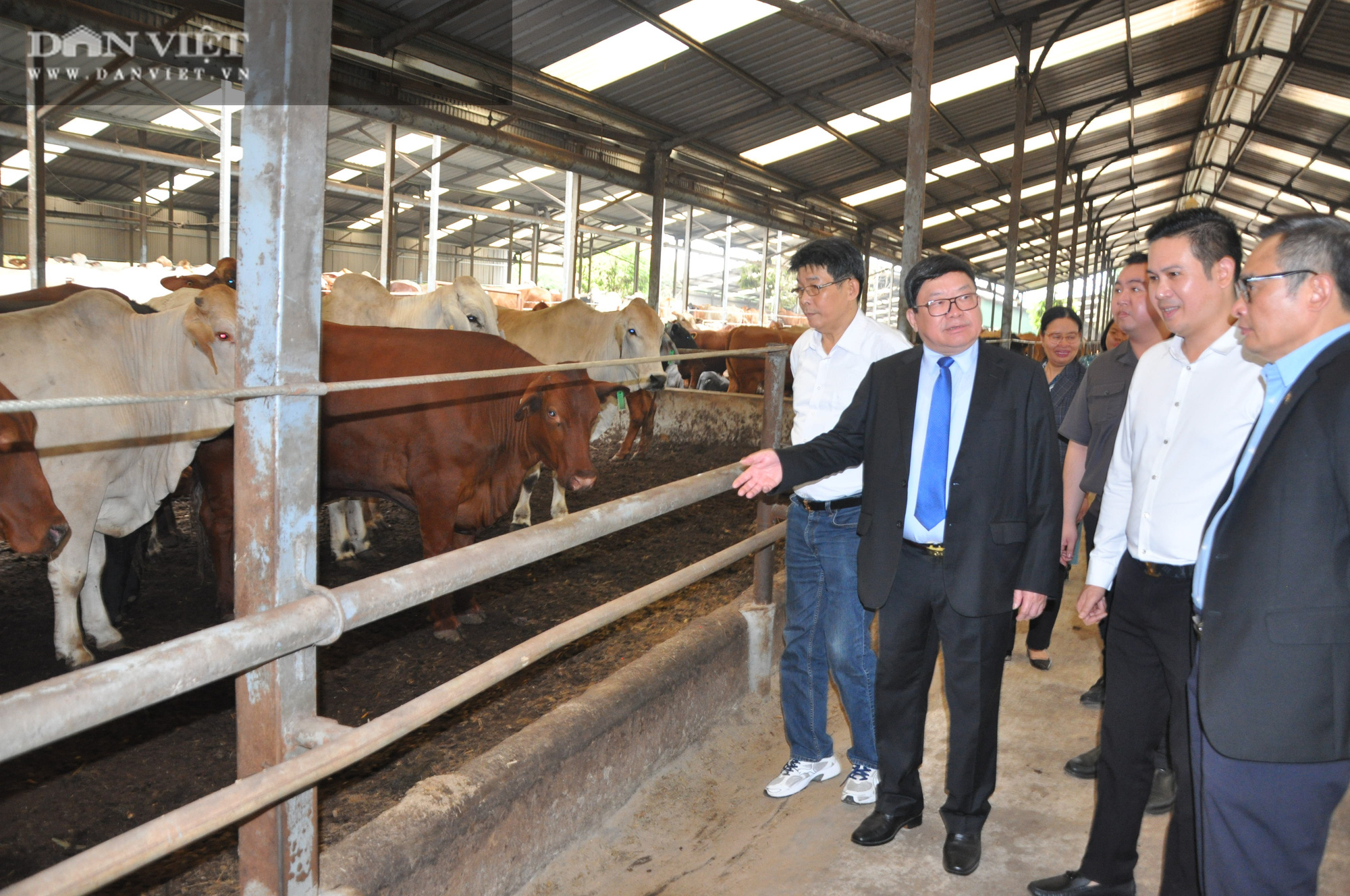 Phân bón Ba con bò có gì đặc biệt là Chủ tịch Hội Nông dân Việt Nam ví là &quot;món quà quý tặng nông dân&quot;? - Ảnh 3.