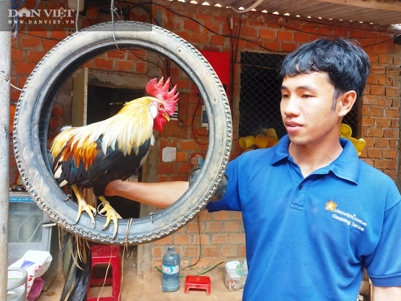 “Đột nhập” chuồng nuôi chim trĩ, công, gà kiểng “hiếm có”… của anh nông dân 30 tuổi - Ảnh 12.
