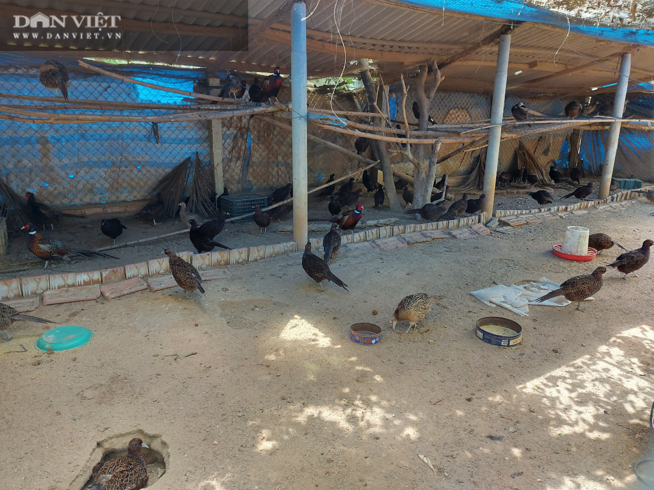 Kỹ thuật nuôi chim trĩ đỏ sinh sản làm giàu cho gia đình  Chợ Nông Sản  Khánh Hoà