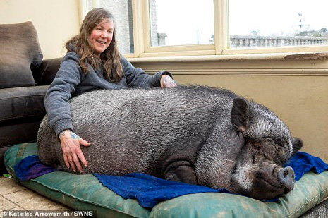 Chuyện lạ: Lợn ỉ Việt Nam nặng 130 kg được nuôi làm thú cưng suốt 3 năm qua - Ảnh 3.