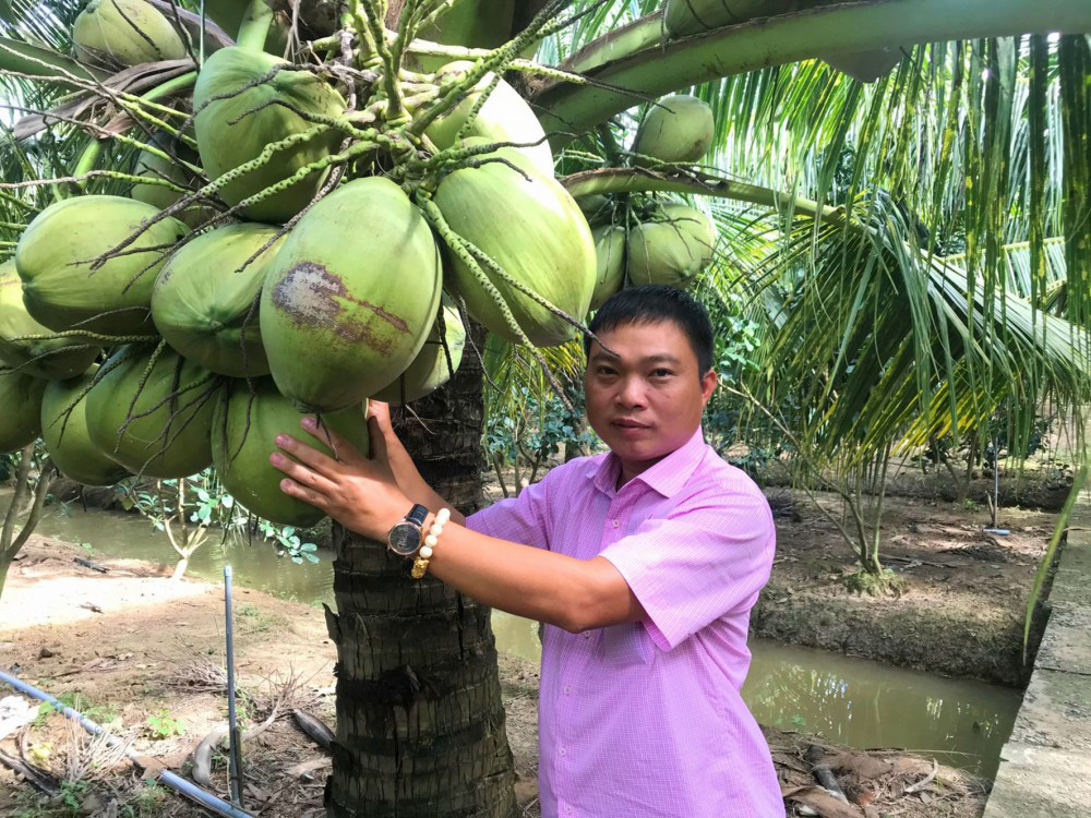 Cây trồng tiền tỉ Trồng dừa sáp cây nào cũng thấp tè mà ra trái quá trời, ông nông dân Trà  Vinh kiếm bộn tiền