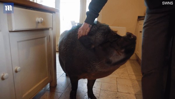 Lợn ỉ Việt Nam nặng 130 kg được gia đình ở Scotland nuôi làm thú cưng - Ảnh 5.