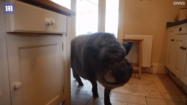 Lợn ỉ Việt Nam nặng 130 kg được gia đình ở Scotland nuôi làm thú cưng - Ảnh 3.