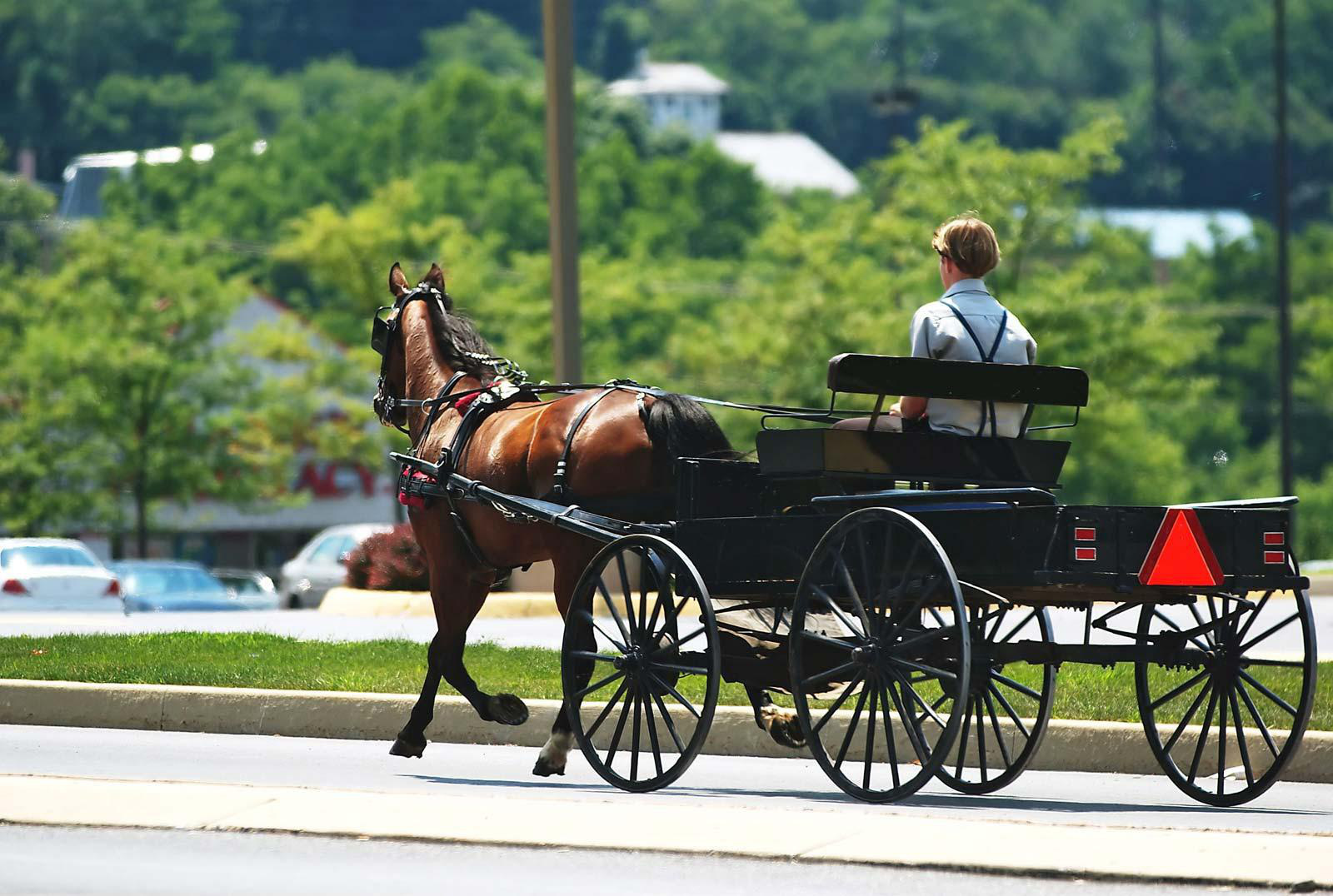 Cuộc sống kỳ lạ của tộc người Amish chối bỏ ô tô, tivi... giữa lòng nước Mỹ - Ảnh 3.