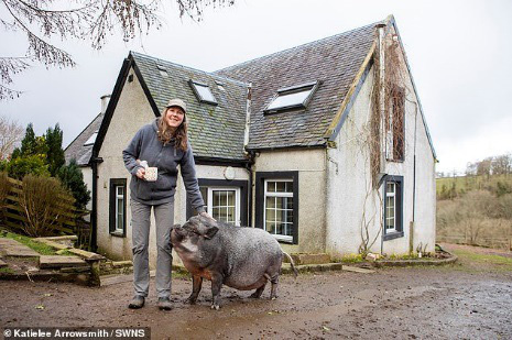 Lợn ỉ Việt Nam nặng 130 kg được gia đình ở Scotland nuôi làm thú cưng - Ảnh 1.