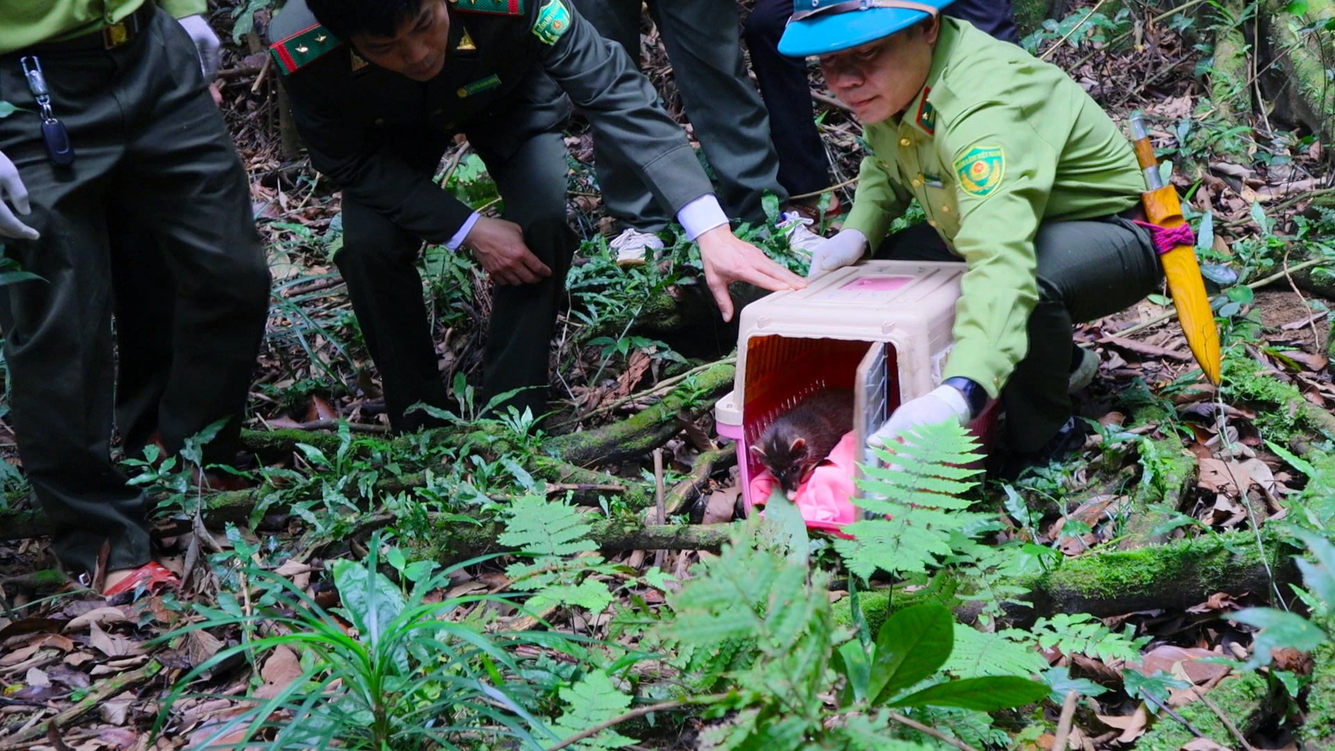 Lần đầu tiên tại Cúc Phương: Sẽ tổ chức tour &quot;Về nhà&quot; cùng hoạt động tái thả động vật hoang dã - Ảnh 1.