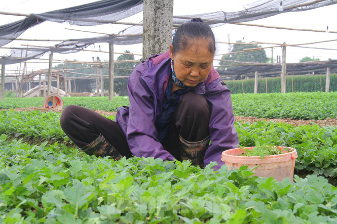 Giá hoa 'hồi sinh', dân làng Tây Tựu mừng như bắt được vàng - Ảnh 14.