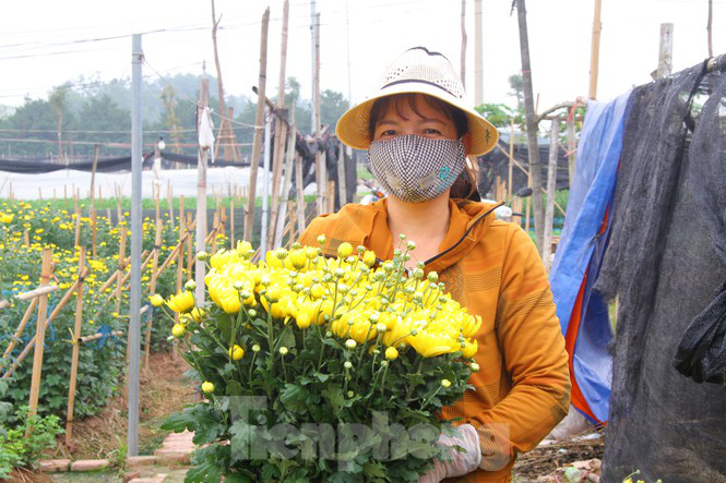 Giá hoa 'hồi sinh', dân làng Tây Tựu mừng như bắt được vàng - Ảnh 3.