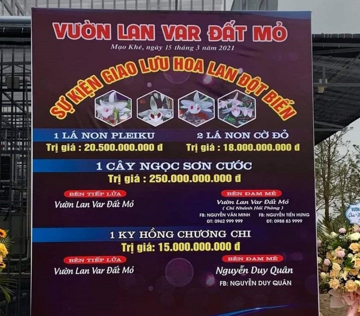 Lan phi điệp - Loài hoa đẹp và quí phái sẽ mang đến cho bạn sự tinh tế và sự quý phái từ những cánh hoa khoe sắc. Đừng bỏ qua bức ảnh này để bổ sung thêm kiến thức về thế giới hoa lãng mạn và đầy màu sắc!