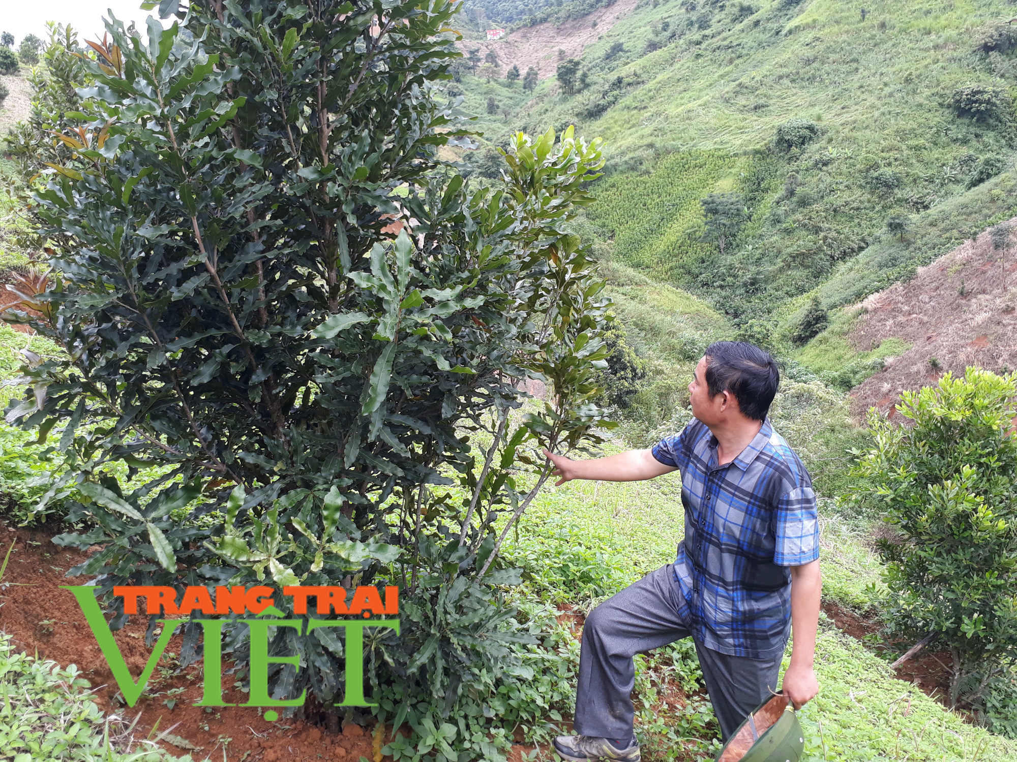 Điện Biên: Cây &quot;tỷ đô&quot; cho quả ngọt đầu mùa - Ảnh 6.