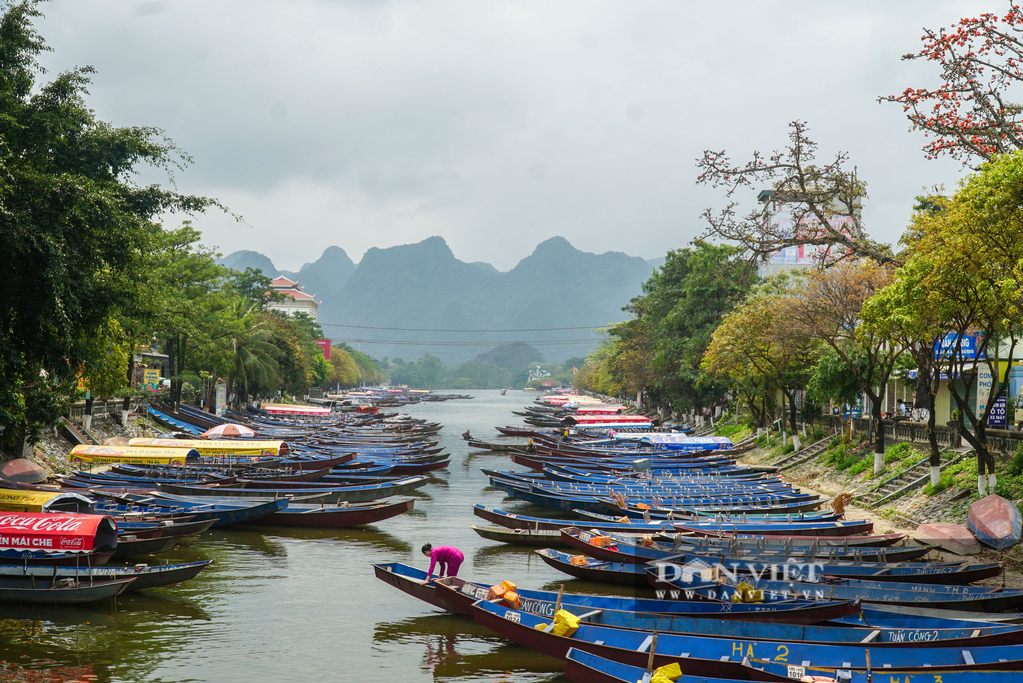 Tháng 3, mùa hoa gạo rực đỏ các miền quê - Ảnh 8.