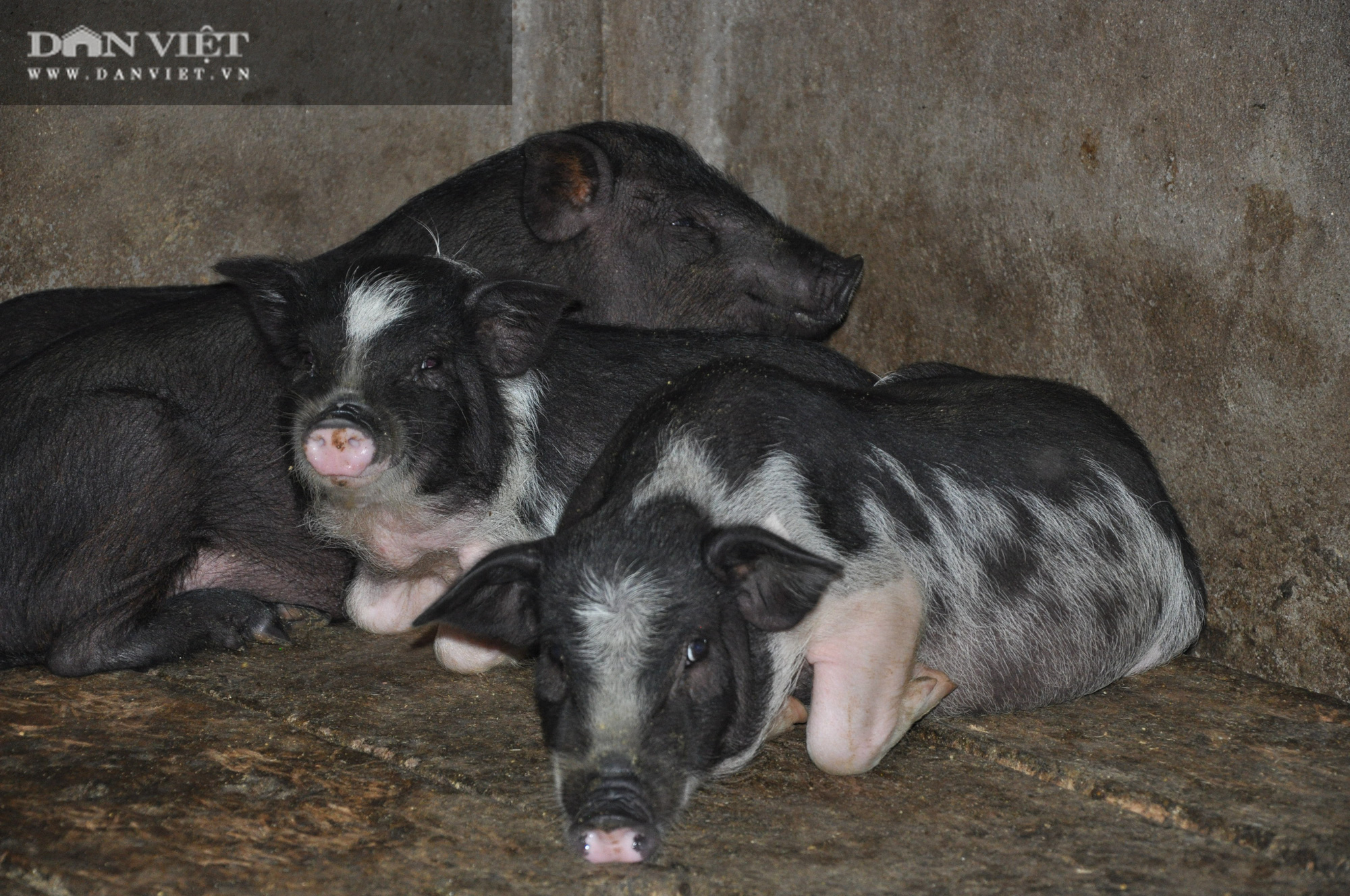 Lão nông vùng sơn cước sở hữu trang trại nghìn con lợn đặc sản, mỗi con nặng 250kg, lông đầu xoáy bông hoa - Ảnh 4.