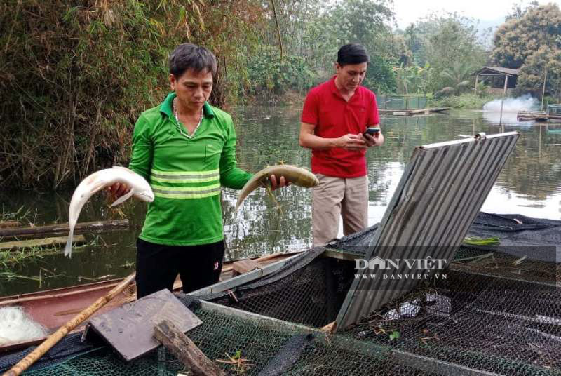 Thanh Hóa: Cá lồng của người dân lại chết bất thường trên sông Mã - Ảnh 1.