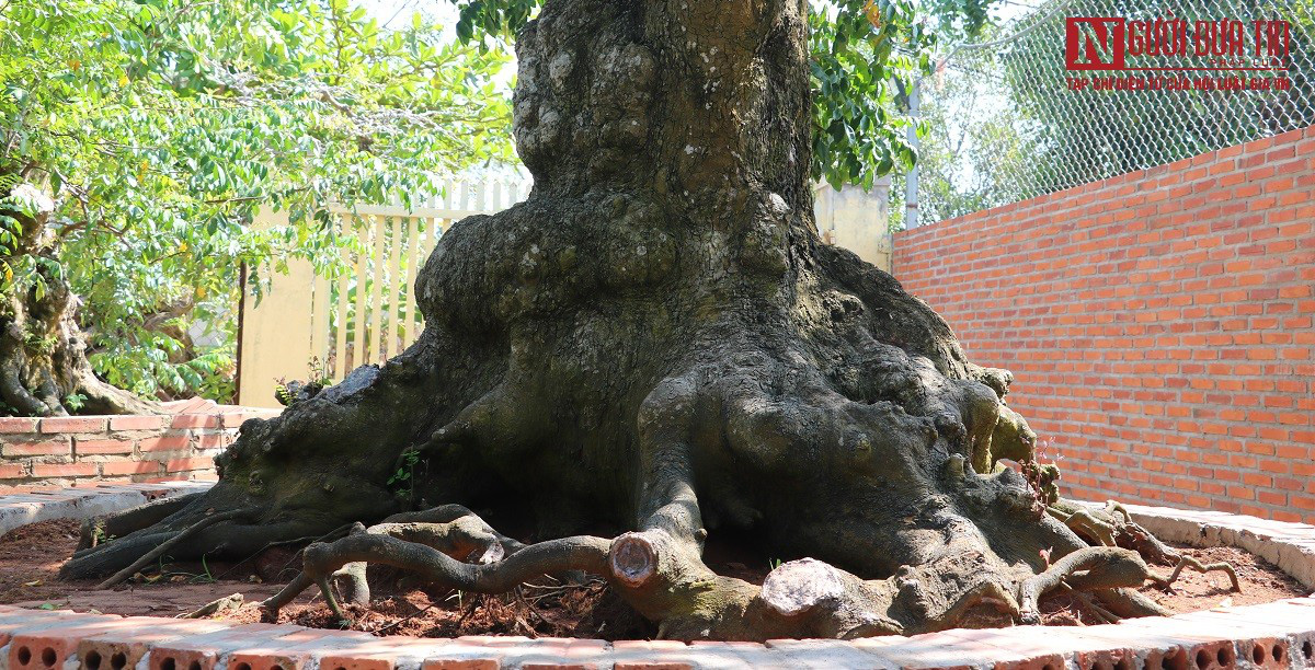 Cây khế nổi u cục, vỏ sần sùi như da voi, đại gia trả 2,6 tỷ đang &quot;làm mưa làm gió&quot; ở Vũng Tàu - Ảnh 6.