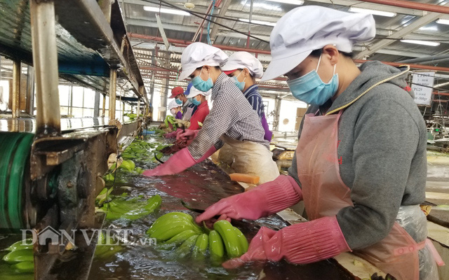 Sản phẩm chuối cấy mô xuất khẩu sang Hàn Quốc, Nhật Bản và Malaysia.