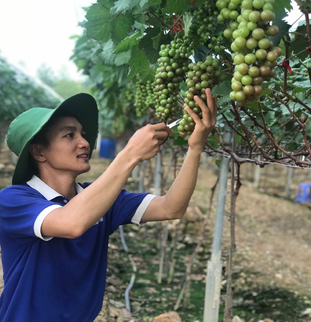 Vĩnh Phúc: Cử nhân bỏ lương cao về quê trồng nho lạ ra trái từng chùm khiến cả làng &quot;lác mắt&quot; - Ảnh 1.