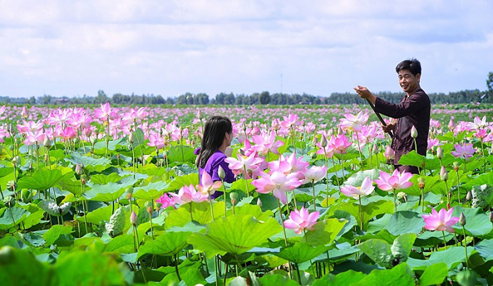 Ban có biết loài hoa biểu tượng ở các địa phương  - Ảnh 2.