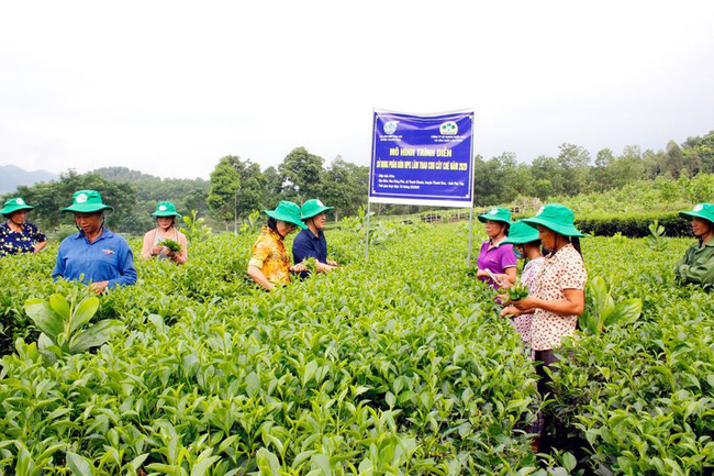 Tăng năng suất cho cây chè Phú Thọ - Ảnh 1.