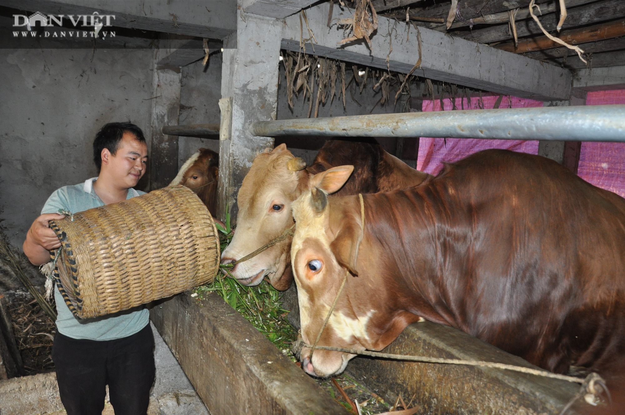 Lạ: Chàng trai 9X người Mông làm &quot;biệt thự&quot; chăm giống bò khủng, có con nặng hơn nửa tấn kiếm đều trăm triệu mỗi năm - Ảnh 1.