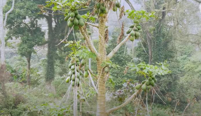 Lạ lùng cây đu đủ có đến 16 cành ra quả ở Cao Bằng - Ảnh 1.
