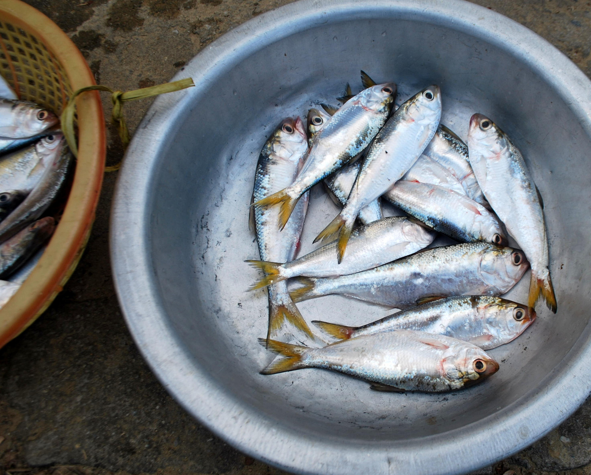 Kể chuyện làng: Tháng Giêng ăn cá mòi sông Yên - Ảnh 2.