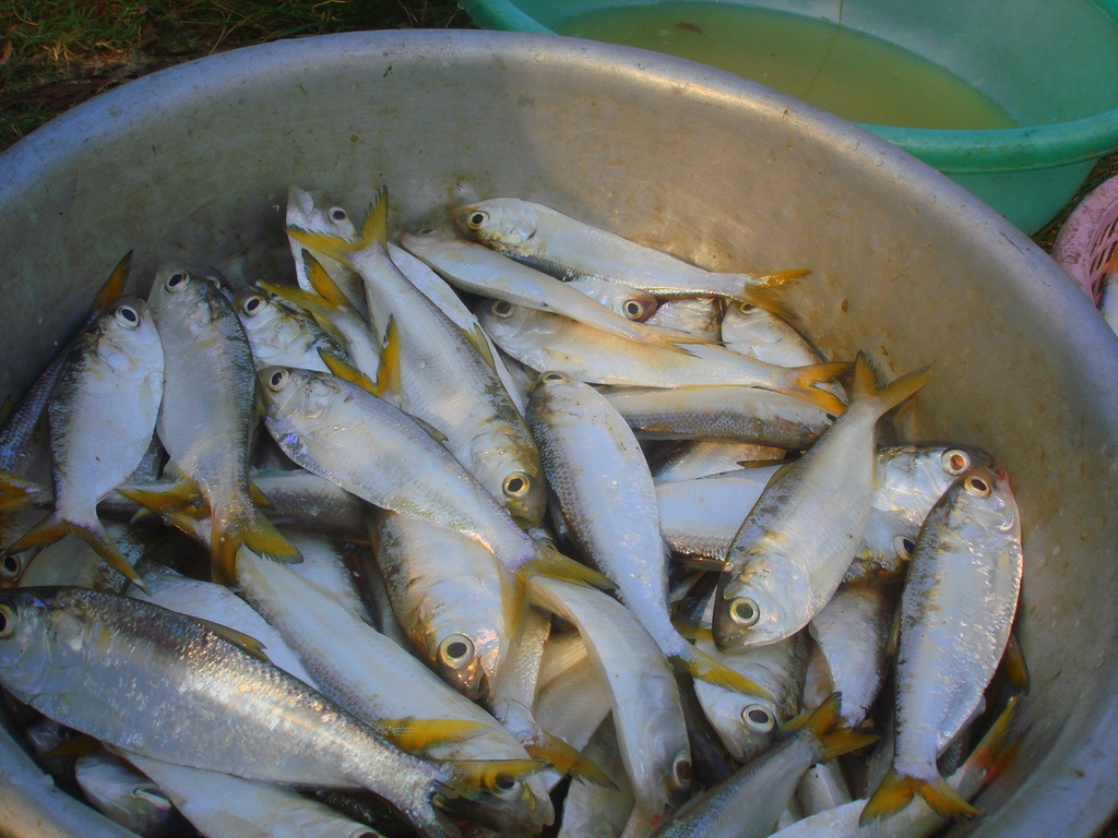 Kể chuyện làng: Tháng Giêng ăn cá mòi sông Yên - Ảnh 3.