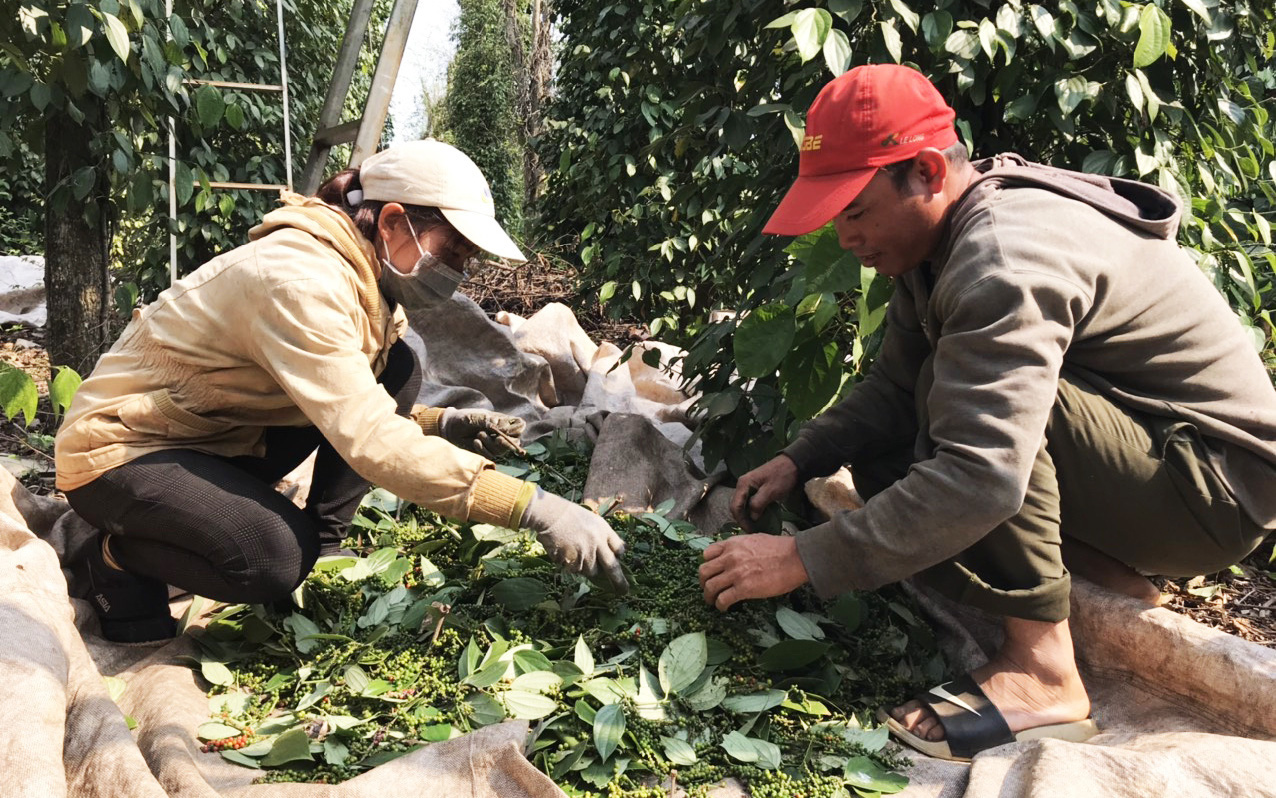 Đắk Lắk: Hồ tiêu chín đỏ, hạt rụng vung vãi, vừa thuê được người hái đã bị nhà khác "nhòm ngó"