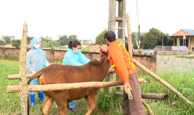 Sông Công – Thái Nguyên: Công bố dịch viêm da nổi cục trên trâu bò - Ảnh 1.