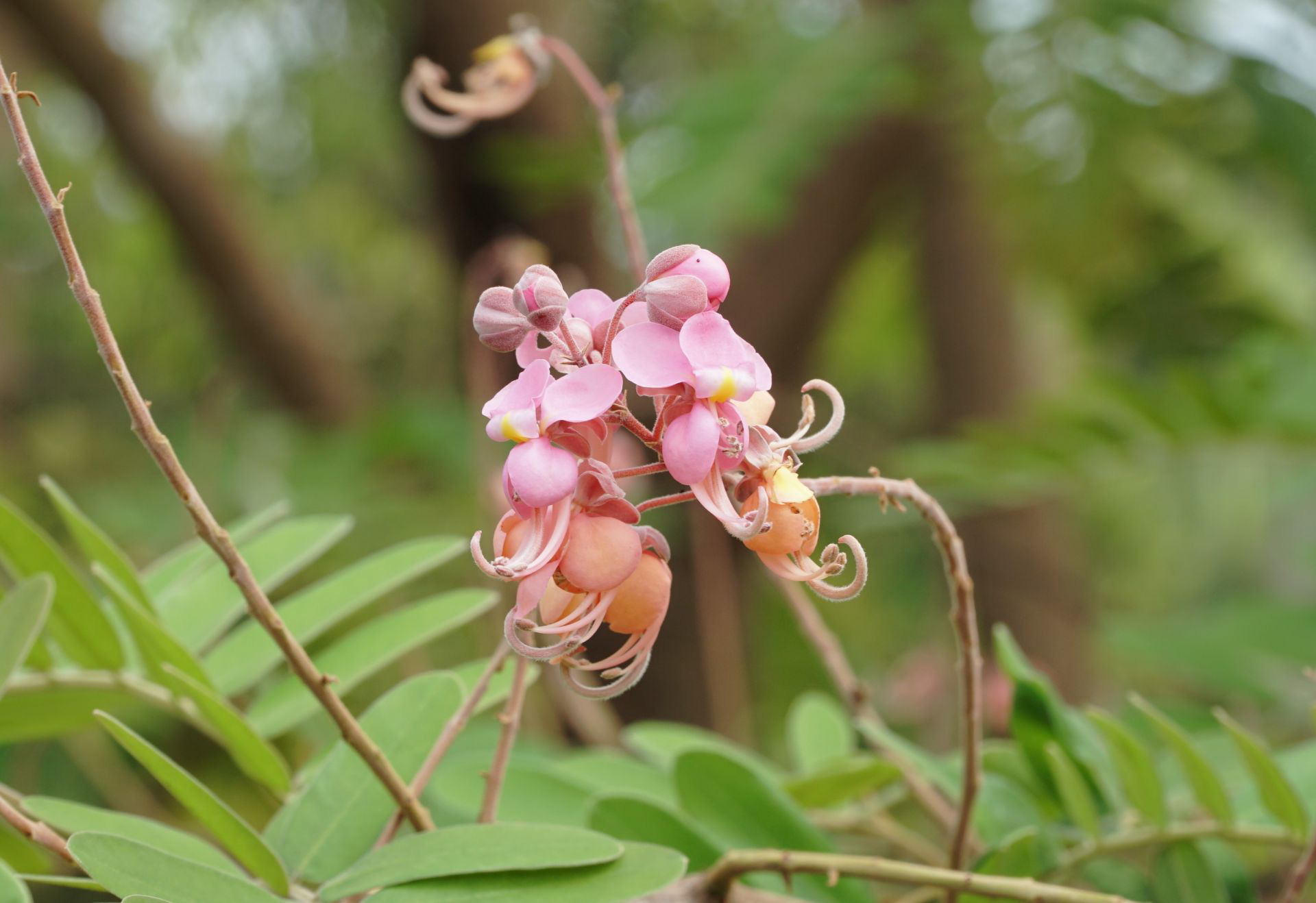 Loài hoa gì ở miền Tây &quot;lên&quot; tận tỉnh Tây Ninh nở quá trời, ai ngắm cũng thấy đẹp mê li, thốt lên trầm trồ? - Ảnh 1.