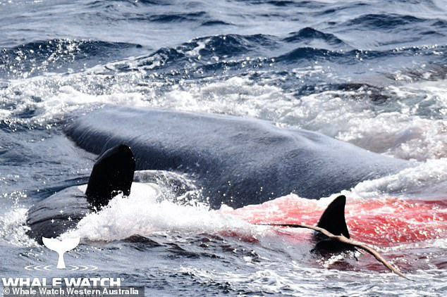 Khách du lịch chứng kiến cuộc đấu sinh tử giữ cá voi xanh và đàn cá voi sát thủ - Ảnh 2.