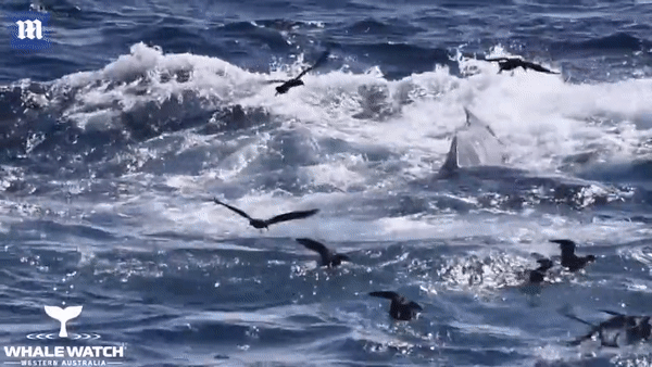 Khách du lịch chứng kiến cuộc đấu sinh tử giữ cá voi xanh và đàn cá voi sát thủ - Ảnh 1.
